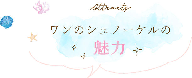 Attracts ワンのシュノーケルの魅力